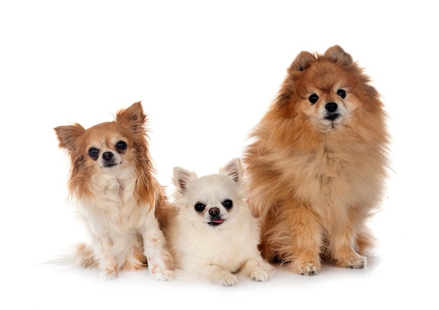 Bonitos pomerania y chihuahuas