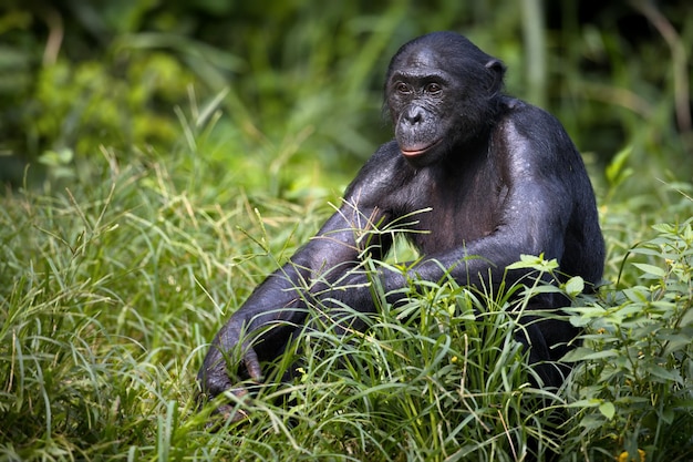 Bonobo-Affe, der auf einem Feld in der Demokratischen Republik Kongo sitzt und nachdenkt