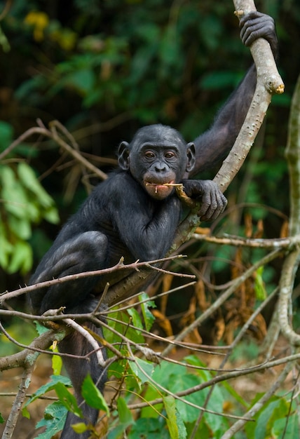 Bonobo en un árbol. República Democrática del Congo. Parque Nacional Lola Ya Bonobo.