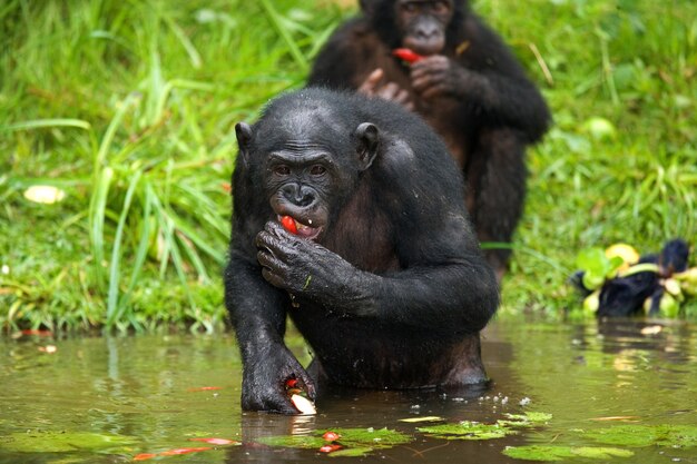 Bonobo está en el agua hasta la cintura y trata de conseguir comida. República Democrática del Congo. Parque Nacional Lola Ya Bonobo.