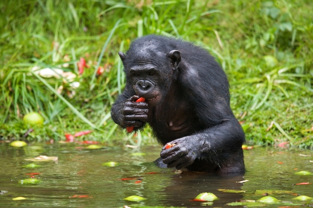 Bonobo está com água até a cintura e tentando conseguir comida. República Democrática do Congo. Parque Nacional Lola Ya Bonobo.