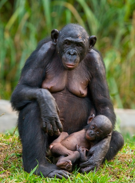 Bonobo hembra con un bebé. República Democrática del Congo. Parque Nacional Lola Ya Bonobo.