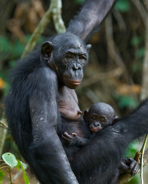 Bonobo hembra con un bebé. República Democrática del Congo. Parque Nacional Lola Ya Bonobo.