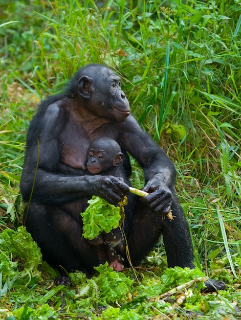 Bonobo hembra con un bebé. República Democrática del Congo. Parque Nacional Lola Ya Bonobo.