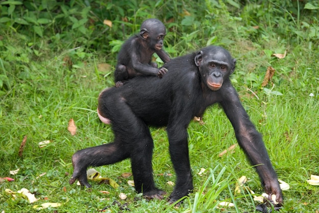 Bonobo hembra con un bebé. República Democrática del Congo. Parque Nacional Lola Ya Bonobo.