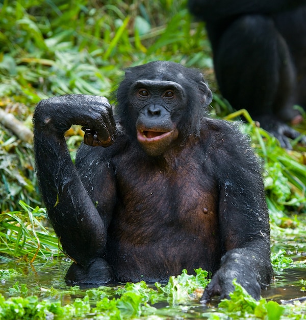 Bonobo sitzt gut gelaunt im Wasser. Demokratische Republik Kongo. Lola Ya Bonobo Nationalpark.