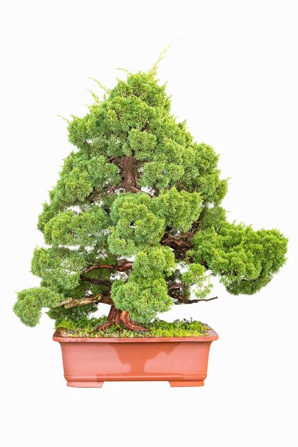 Bonsai árbol de ciprés aislado en blanco