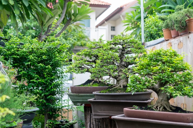 Foto bonsai un árbol pequeño que ha sido encogido.