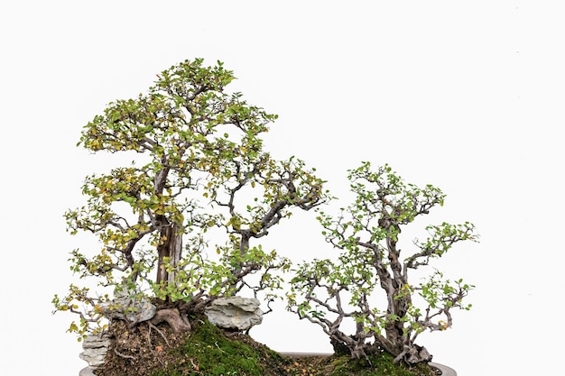 Bonsai de arte chino sobre un fondo blanco.