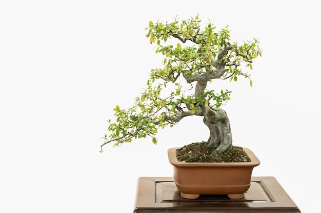 Bonsai artístico hermoso sobre un fondo blanco.