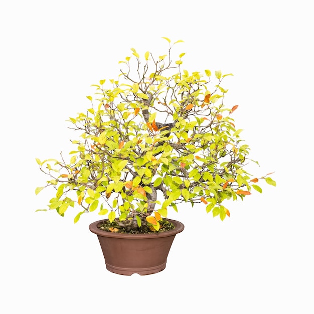 Bonsai árvore de crabapple isolada em um fundo branco