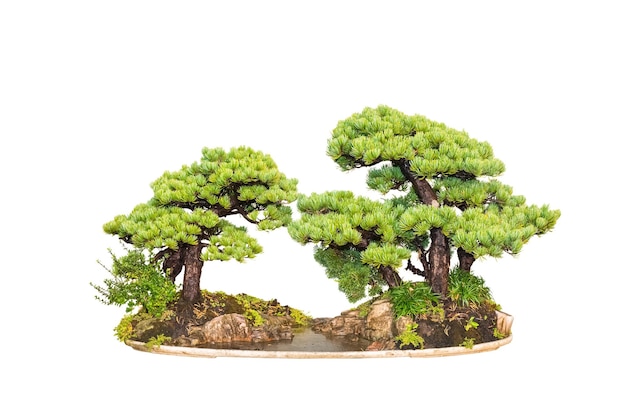 Bonsai árvore de dois pinheiros com fundo branco