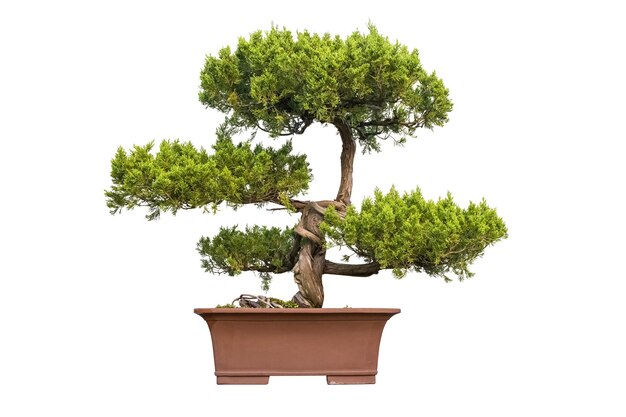 Bonsai árvore de zimbro chinês com fundo branco