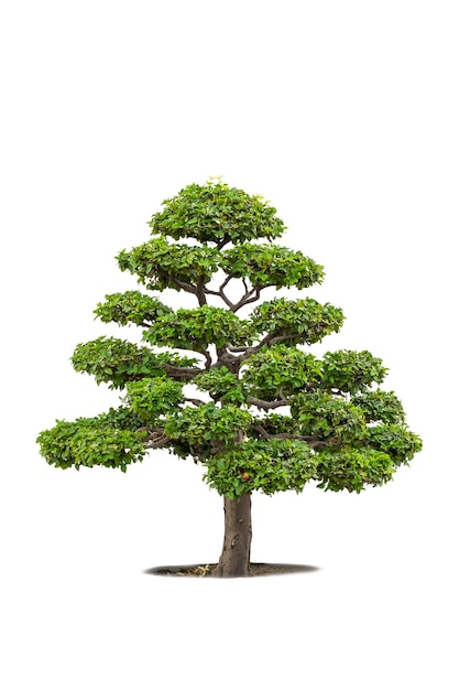 bonsai árvores