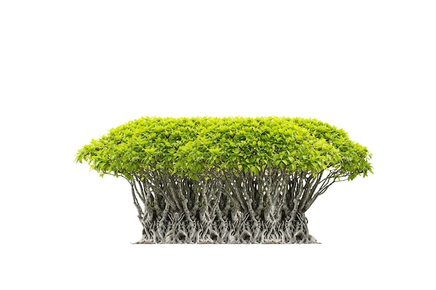 bonsai árvores