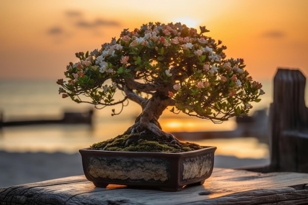 Bonsai auf einem Holztisch bei Sonnenuntergang