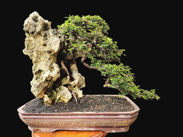 Bonsai auf einer Holzoberfläche mit Sonnenlicht, das durch eine horizontale Blinde scheint