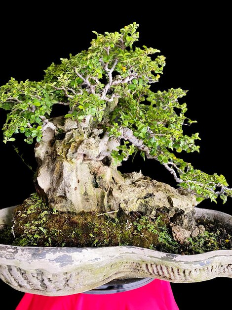 Bonsai auf einer Holzoberfläche mit Sonnenlicht, das durch eine horizontale Blinde scheint