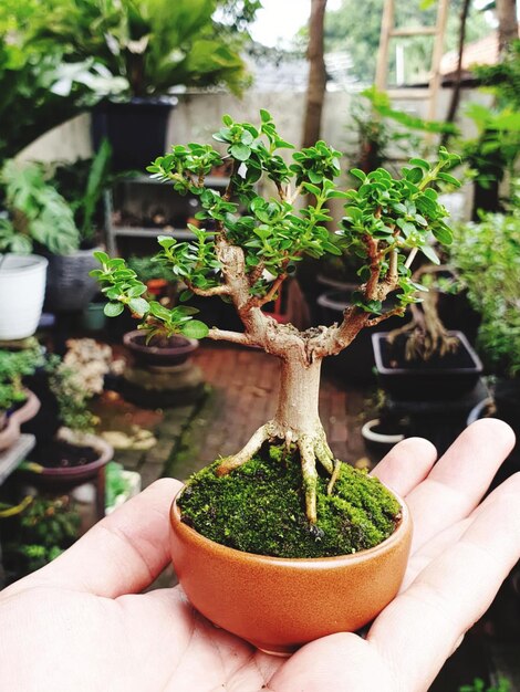 Bonsai auf einer Holzoberfläche mit Sonnenlicht, das durch eine horizontale Blinde scheint