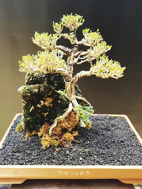 Bonsai auf einer Holzoberfläche mit Sonnenlicht, das durch eine horizontale Blinde scheint