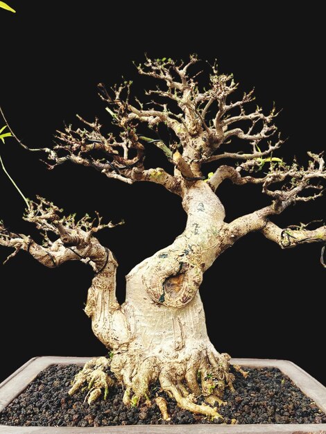 Bonsai auf einer Holzoberfläche mit Sonnenlicht, das durch eine horizontale Blinde scheint