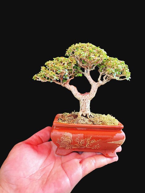 Bonsai auf einer Holzoberfläche mit Sonnenlicht, das durch eine horizontale Blinde scheint