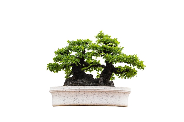 Bonsai-Bäume