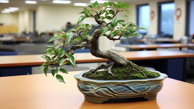 Bonsai-Baum auf einem Holztisch