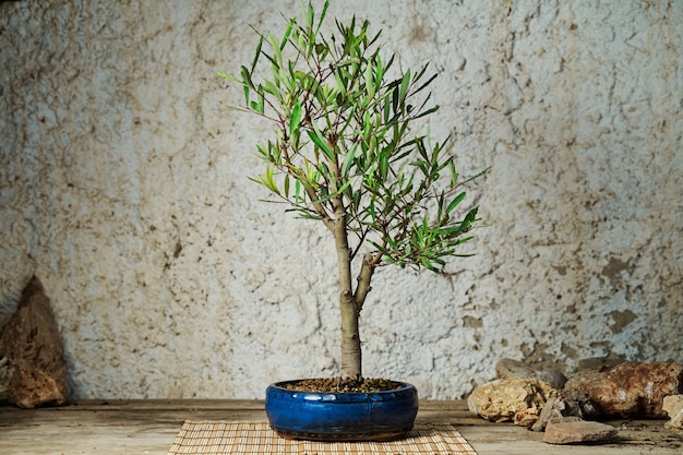 Bonsai-baum auf einem holztisch