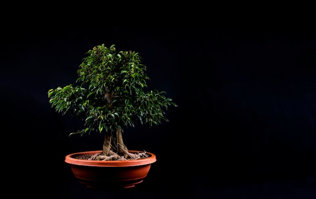 Bonsai-Baum auf einem Tisch