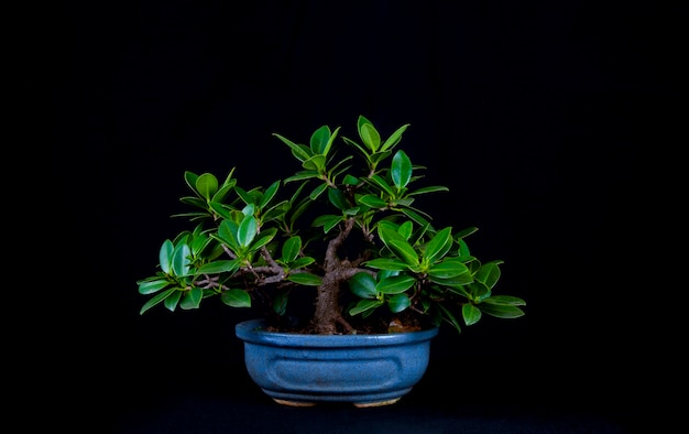 Bonsai-Baum auf einem Tisch