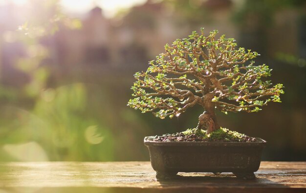 Bonsai-Baum auf Holz im Garten