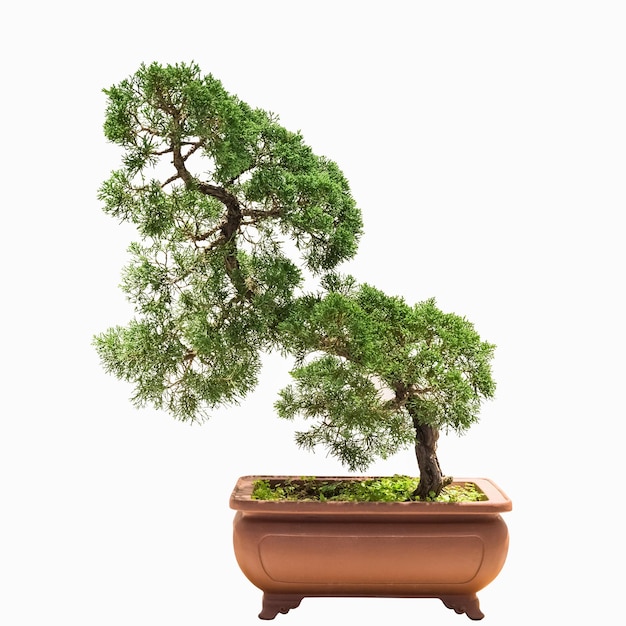 Bonsai-Baum aus chinesischem Wacholder mit weißem Hintergrund