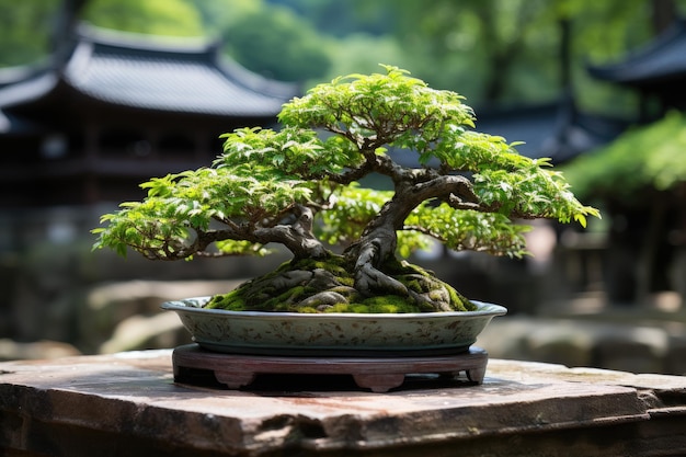 Bonsai-Baum Eine traditionelle japanische Kunstform der professionellen Werbefotografie