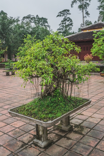 Bonsai-Baum in einem buddhistischen Tempel