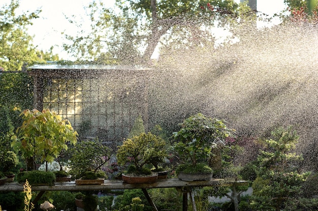 Bonsai-Baum unter dem Regen, der in einem Topf draußen in einem Garten auf dem Hintergrund eines Pavillons wächst