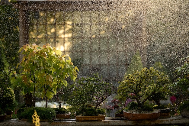 Bonsai-Baum unter dem Regen, der in einem Topf draußen in einem Garten auf dem Hintergrund eines Pavillons wächst