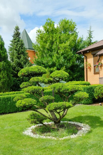 Bonsai-Baum wächst im Hinterhof eines Wohnhauses auf dem Land