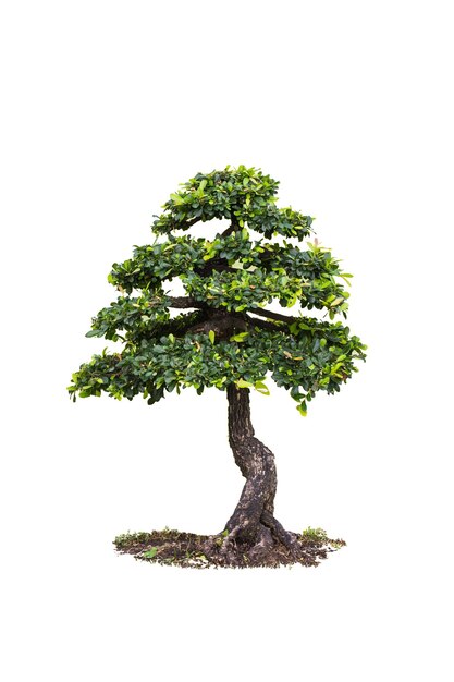 Bonsai-Baum