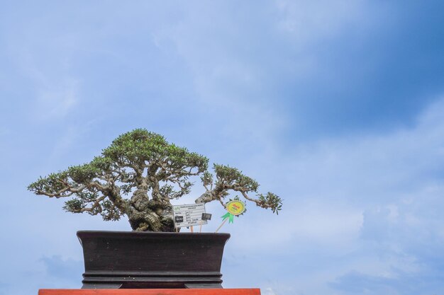 Foto bonsai-baumfest im stadtpark abgehalten