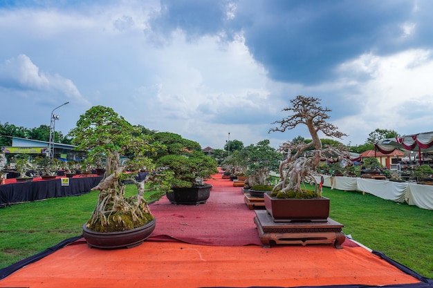 Foto bonsai-baumfest im stadtpark abgehalten