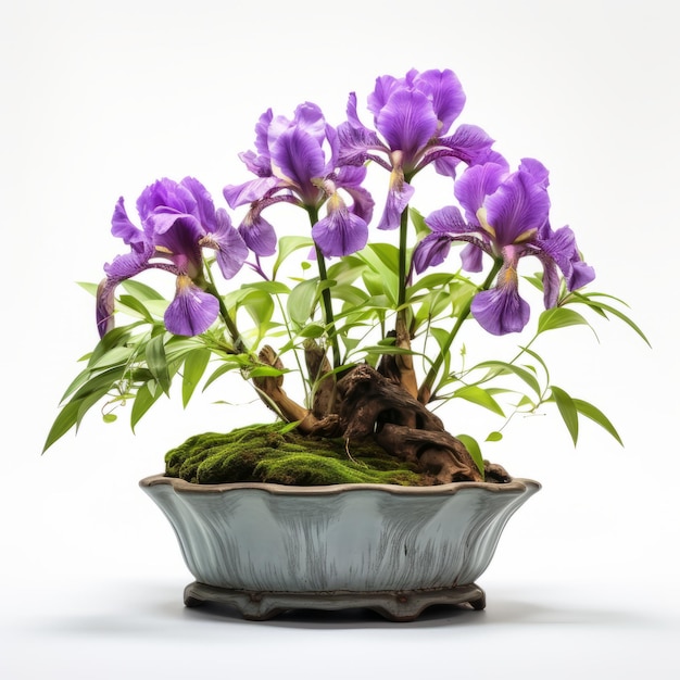 Bonsai blanco de fluidez orgánica con iris púrpura