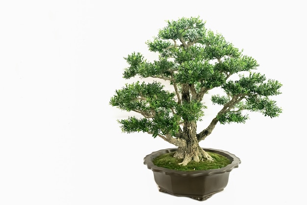 Bonsai de arte interna, em um fundo branco puro