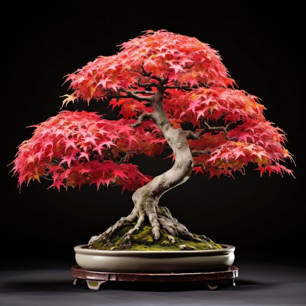 Bonsai de bordo vermelho torcido em suporte de madeira