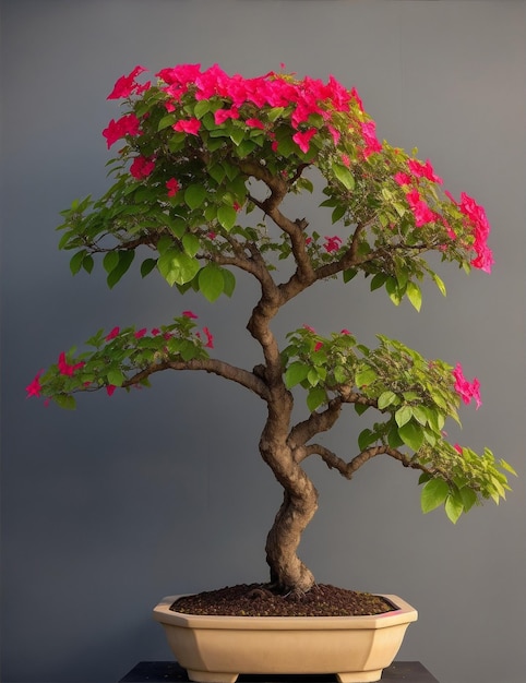 Bonsai de bougainvillea