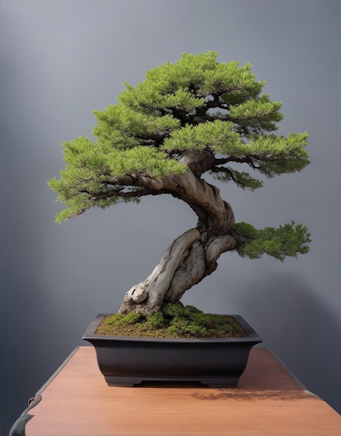 Bonsai de juniper