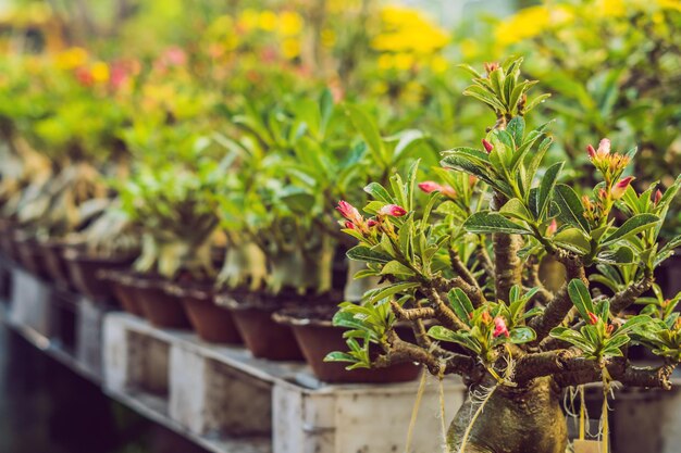 Bonsai em homenagem ao ano novo vietnamita. Mercado de flores do ano novo lunar. Ano Novo Chinês. Tet