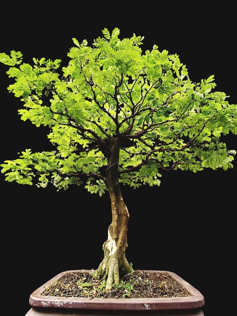 Bonsai em uma superfície de madeira com luz solar brilhando através de persianas horizontais