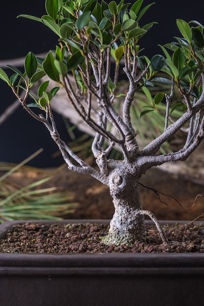 Bonsai Ficus retusa