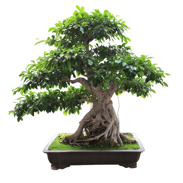 Bonsai figueira com fundo branco